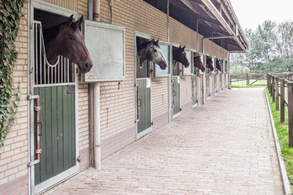 Dressuurstal Argonaut-13