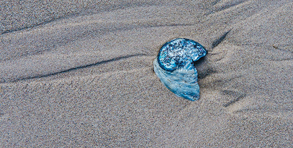 kamer 7 petrol klein