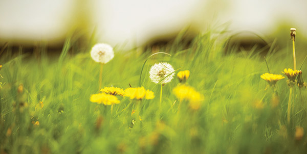 kamer 8 maisgeel klein