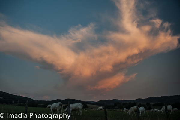 imadia-0307