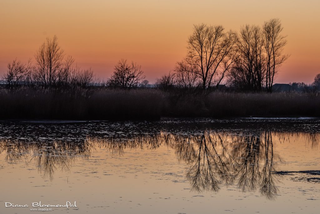 Spreeuwendans op het eiland Tiengemeten