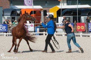 imadia horse event-1394 