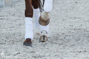 imadia horse event-1490 