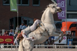 imadia horse event-1546 