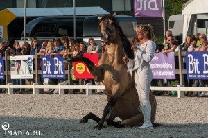 imadia horse event-1583 