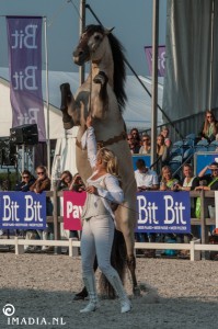 imadia horse event-1596 