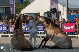 imadia horse event-1605 