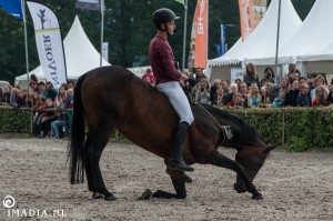 imadia horse event-1704 