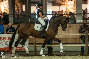 imadia horse event-1762 