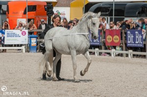 imadia horse event-1926 