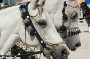 imadia horse event-1954 