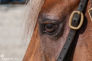 imadia horse event-20085 