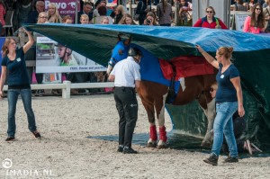 imadia horse event-20102  