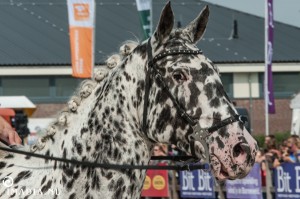 imadia horse event-2018 