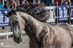 imadia horse event-20266   