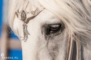 imadia horse event-20360   